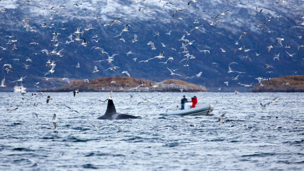 Olaf-Rudolfsen-Norway-Pic-1-scaled.jpg
